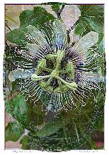 Passion Flower oNe-FT